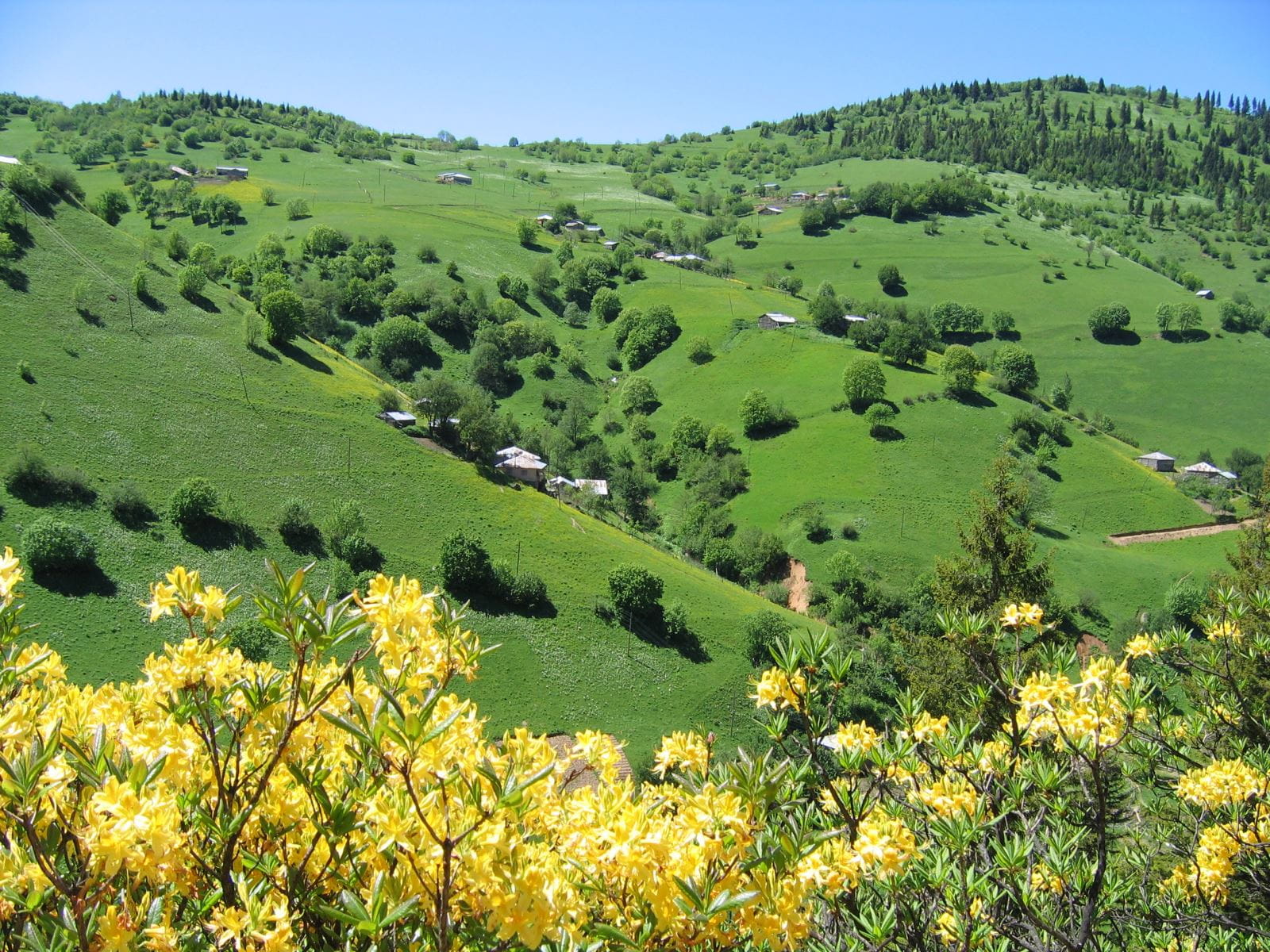 Kümbet Yaylası Ahşap Yayla Evleri Ve Yemyeşil Çayırlar Giresun