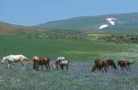 Sahara Karagöl Milli Parkı