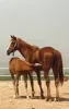 Sultansuyu Harası