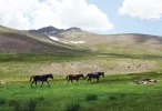 Yama Dağı Yaylası